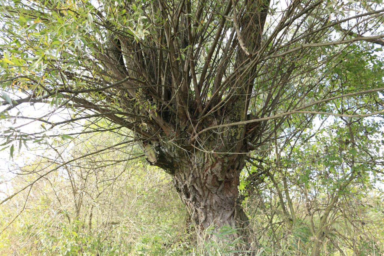 Agroturystyka Zulawiaczek Nowy Dwór Gdański Extérieur photo