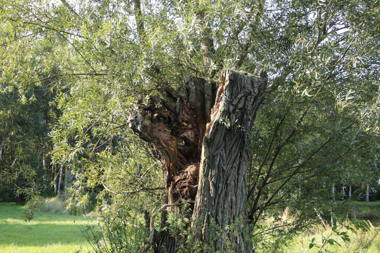 Agroturystyka Zulawiaczek Nowy Dwór Gdański Extérieur photo